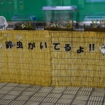 【千日前線】鶴橋駅で鈴虫が鳴いています