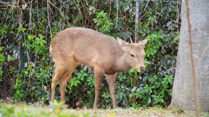 【びっくり】大阪市内に奈良の鹿が出現。ひたすら西進中