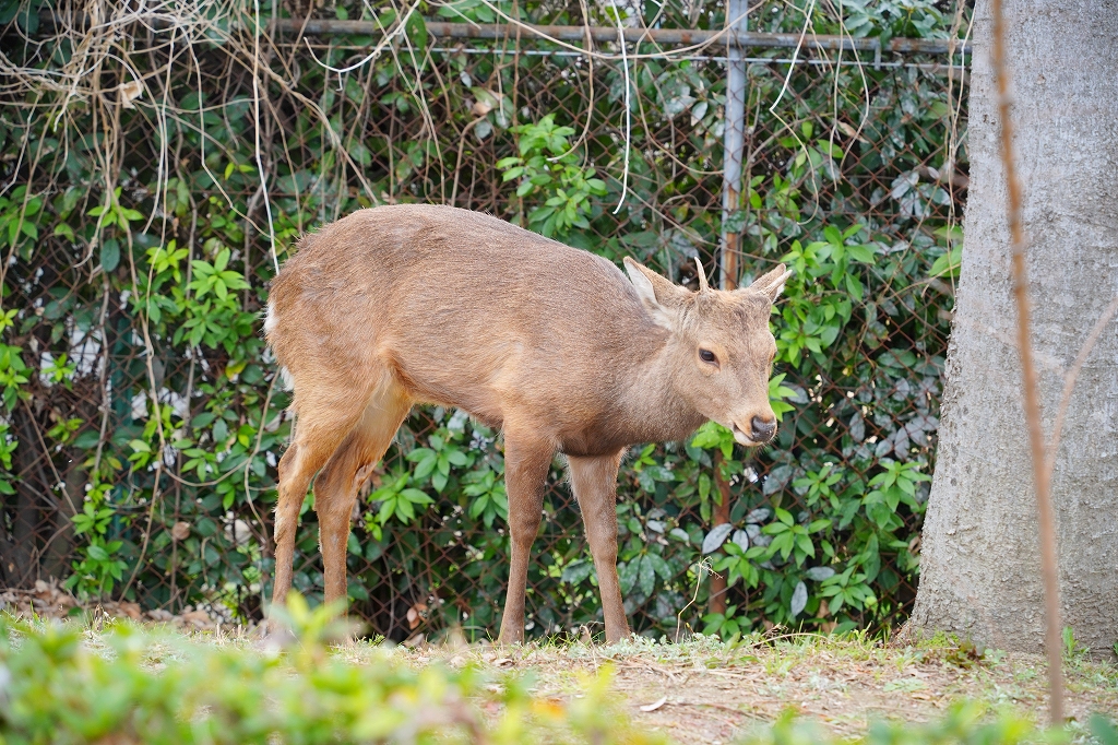 【びっくり】大阪市内に奈良の鹿が出現。ひたすら西進中